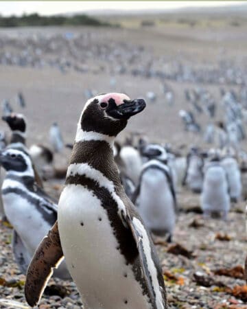 LAND AND MARINE FAUNA WATCHING